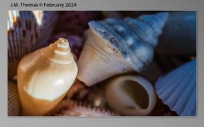 Macro Shells Feb 2024-15.jpg